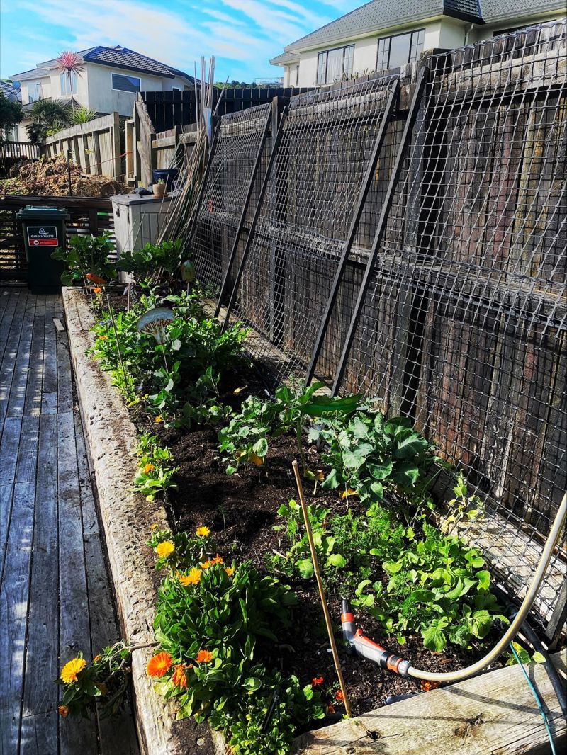 DIY Pea/Bean Frames