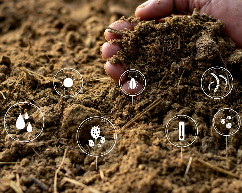 Compost & Soil Health