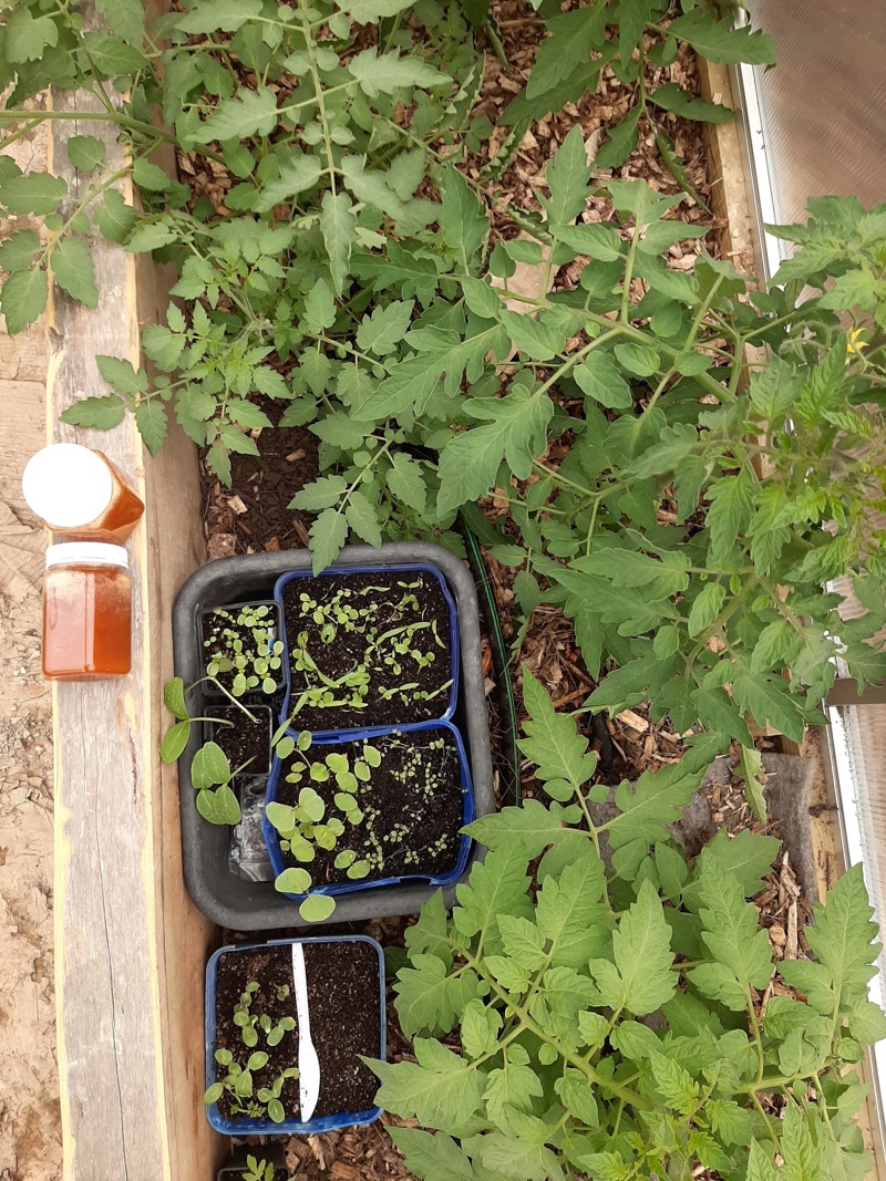 The excess tomato plants