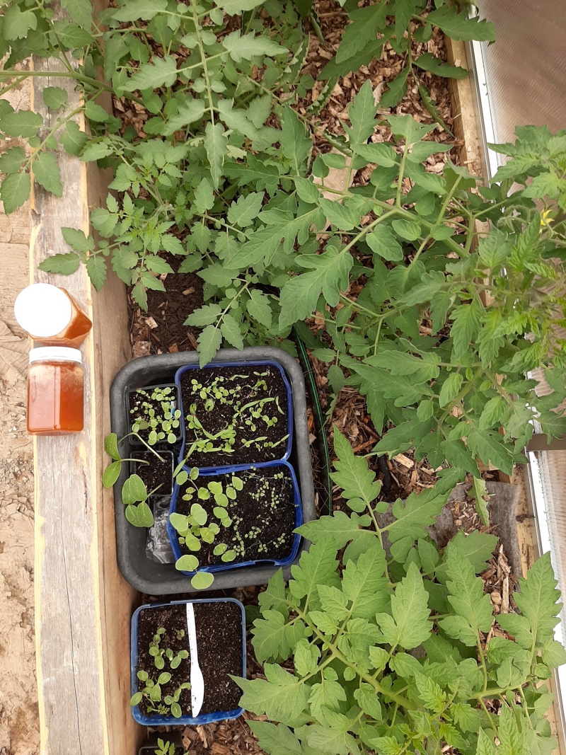 The excess tomato plants