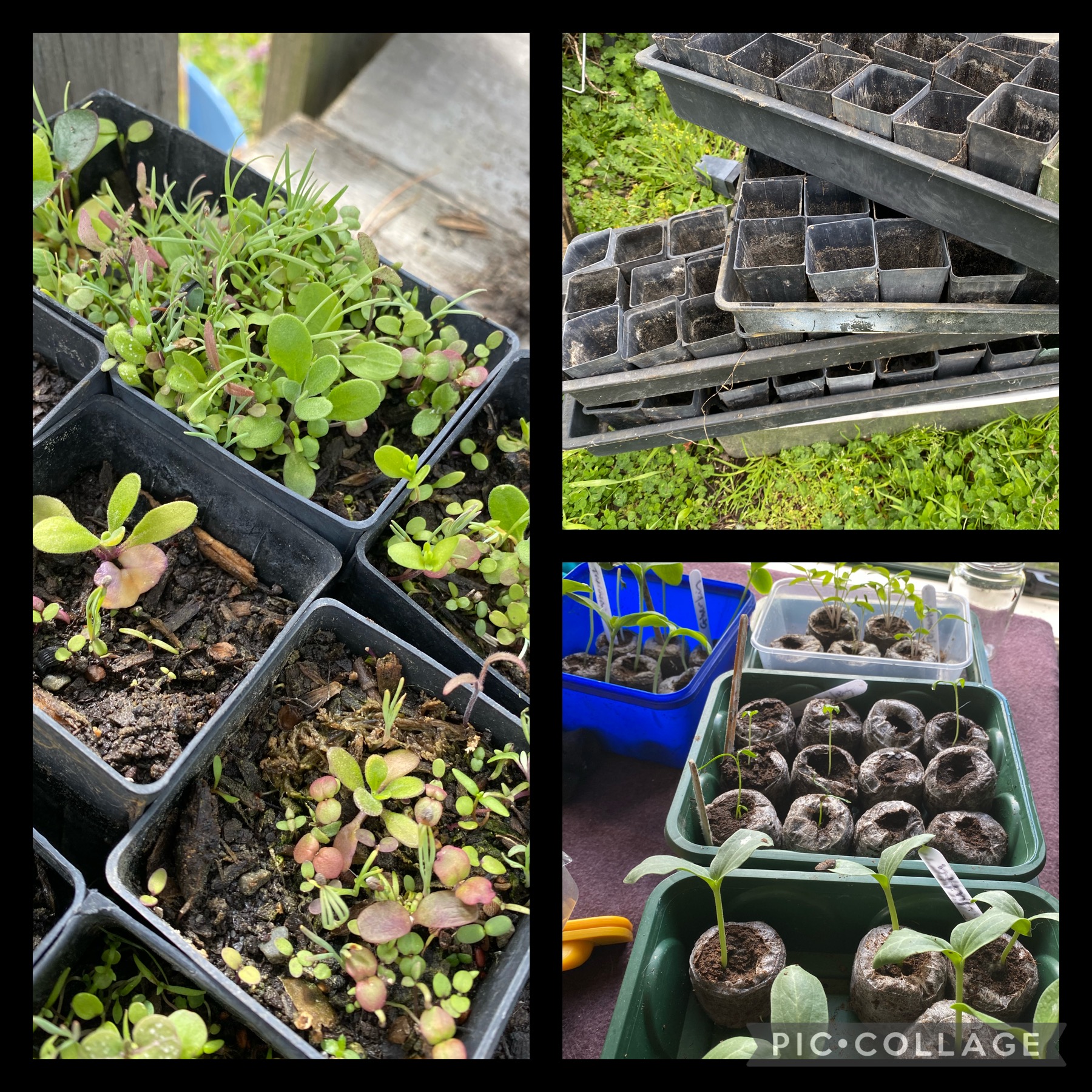 So many seedling so little time . 