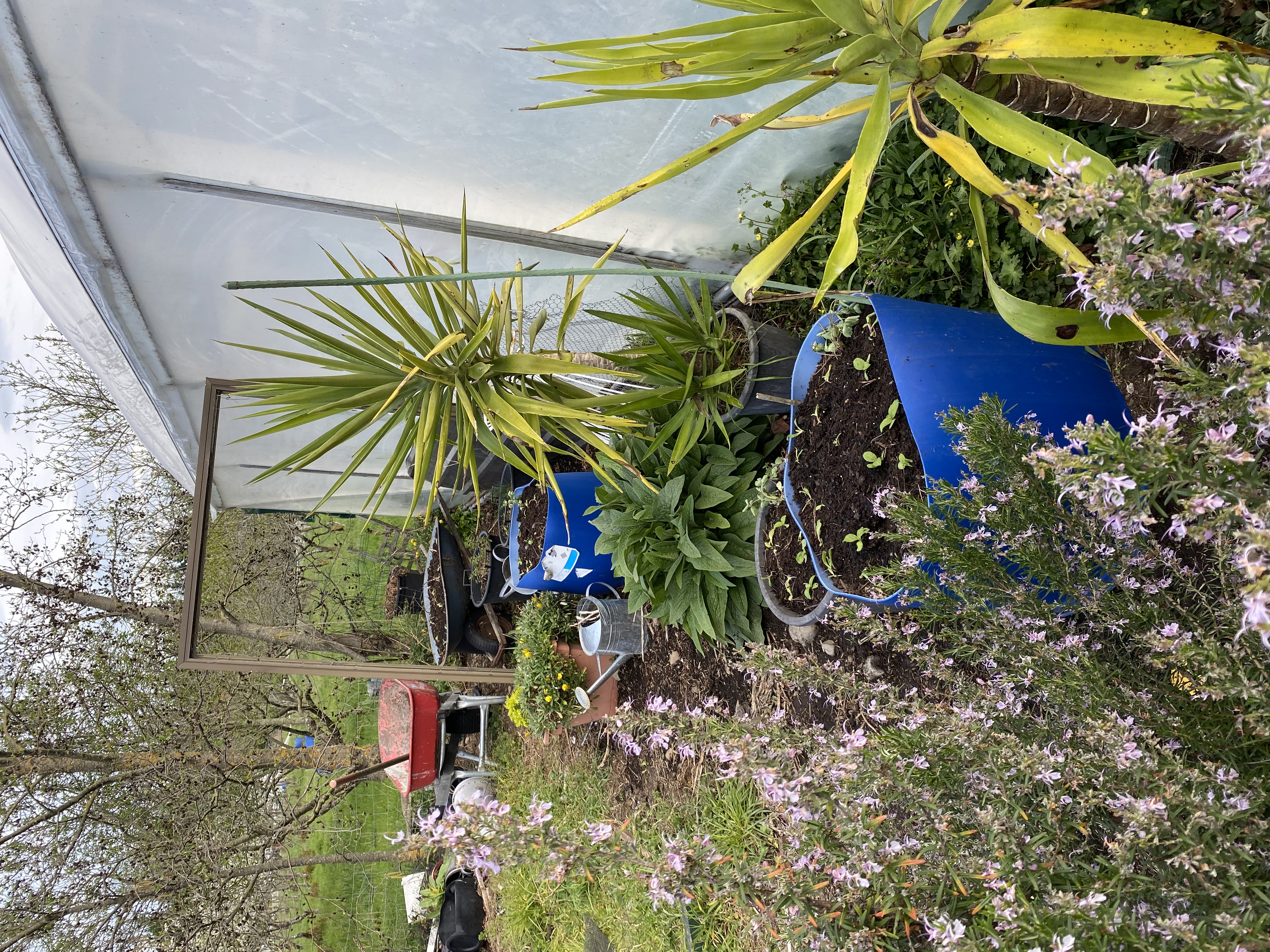 Last years weeds, this years compost 