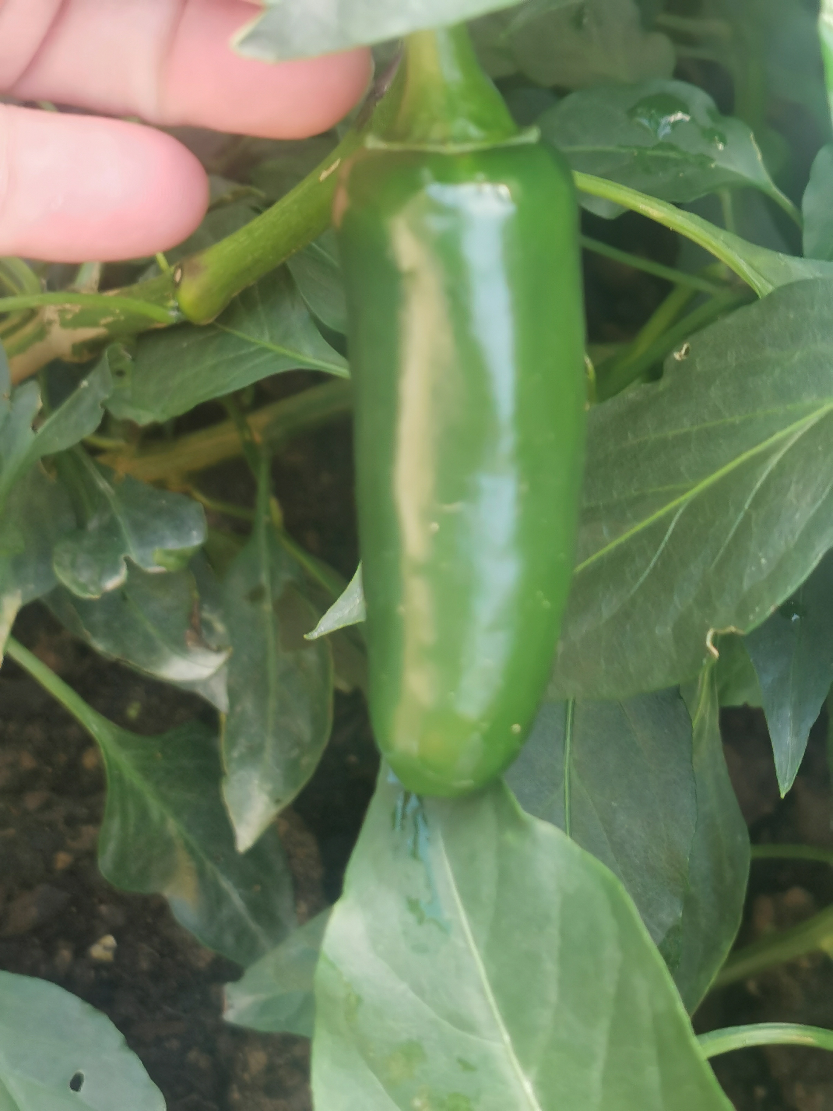 Almost Jalapeño Popper time! 