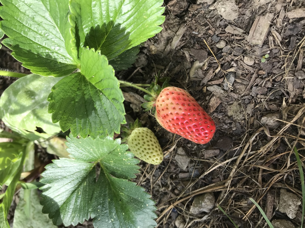 Strawberries are about to arrive