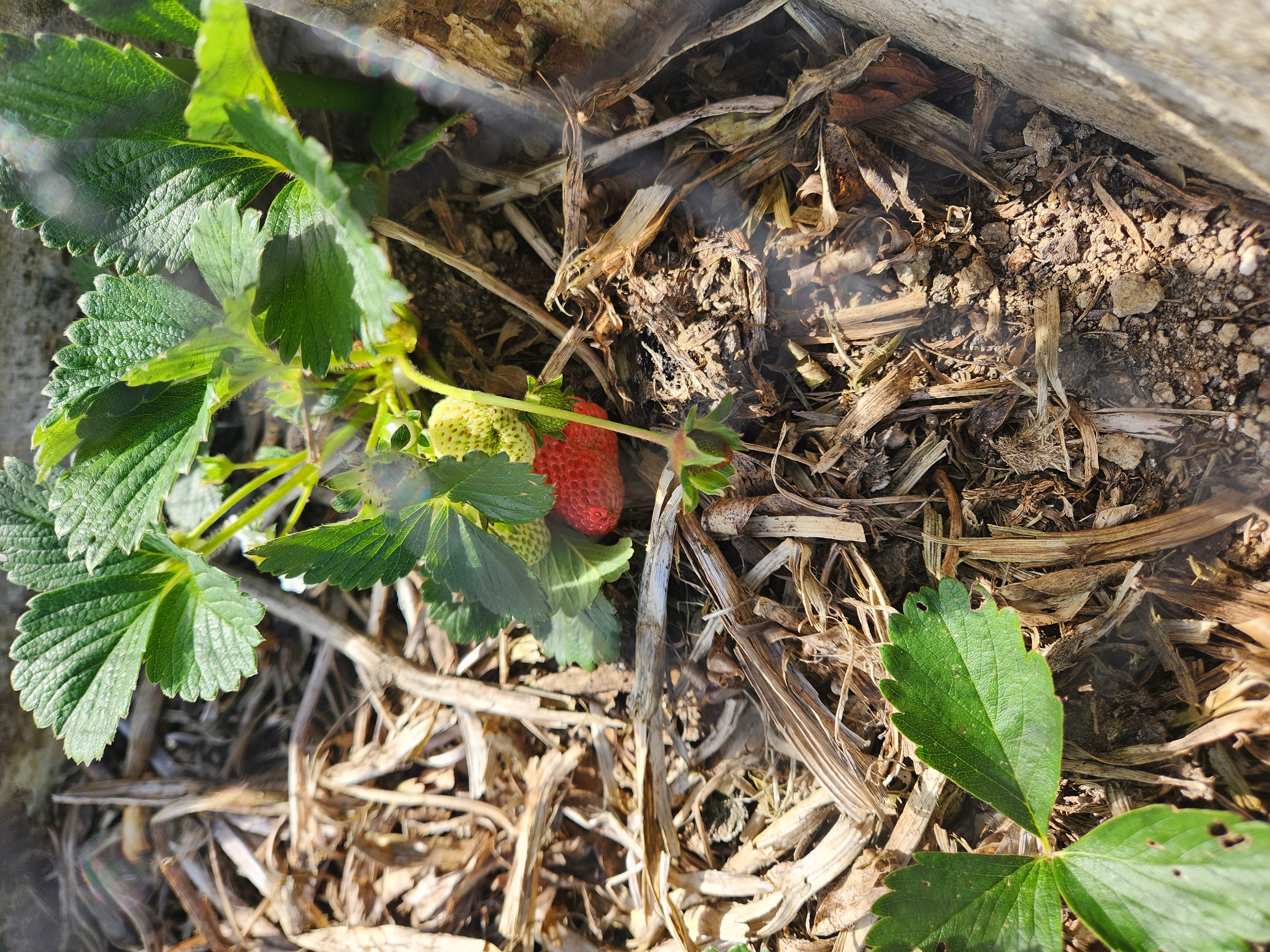  First Stawb Almost Ready! 