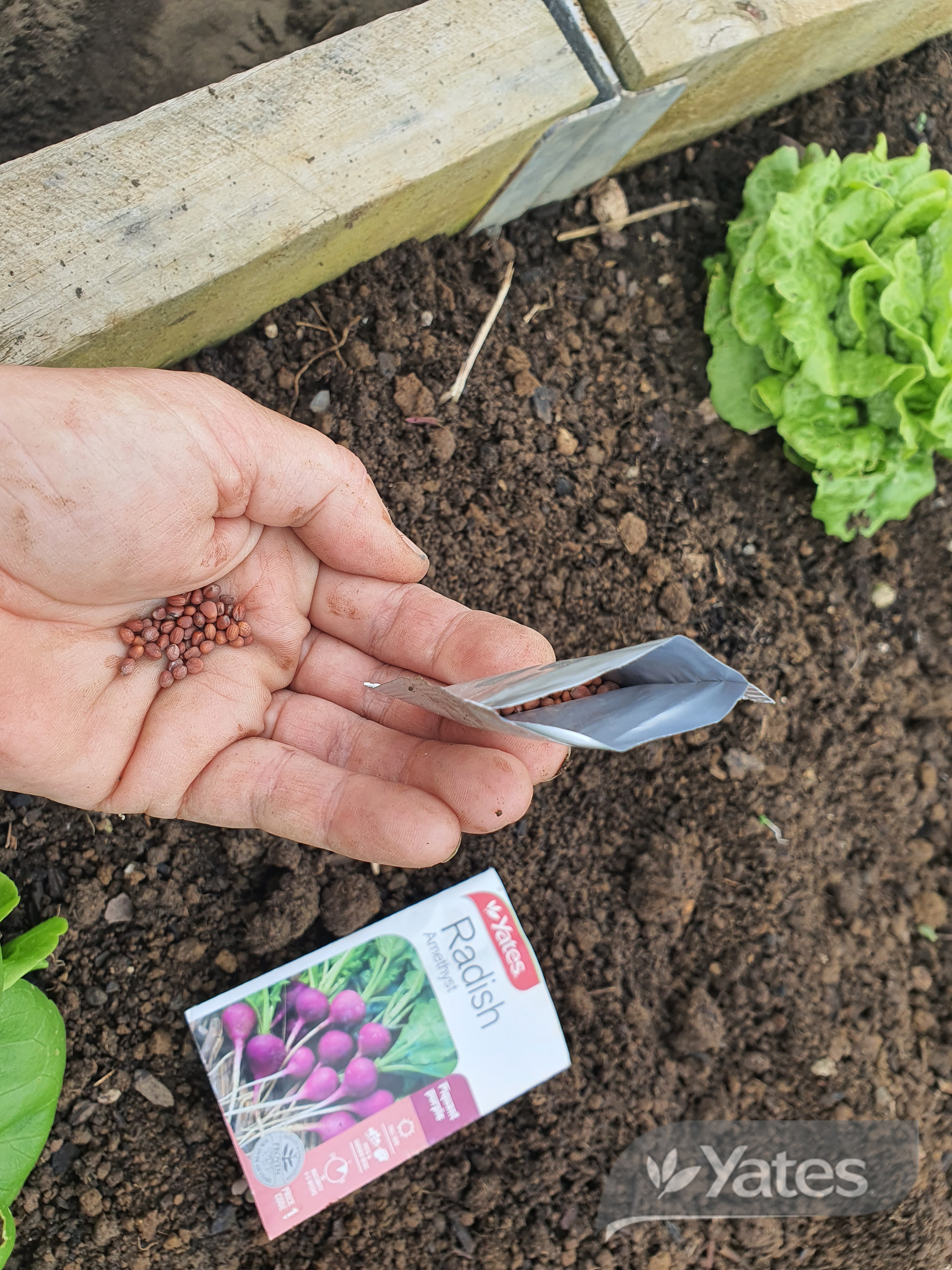 Radish Amethyst In Situ