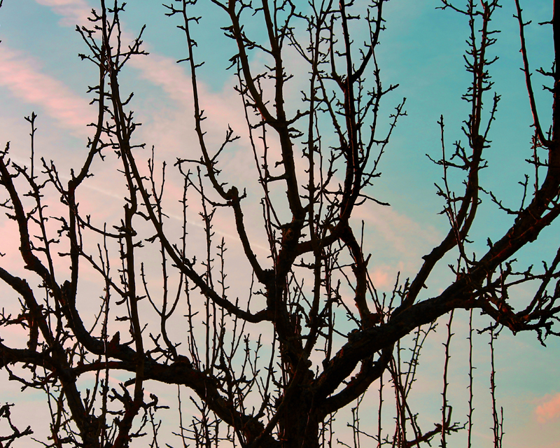 Winter Spray Programme for Fruit Trees