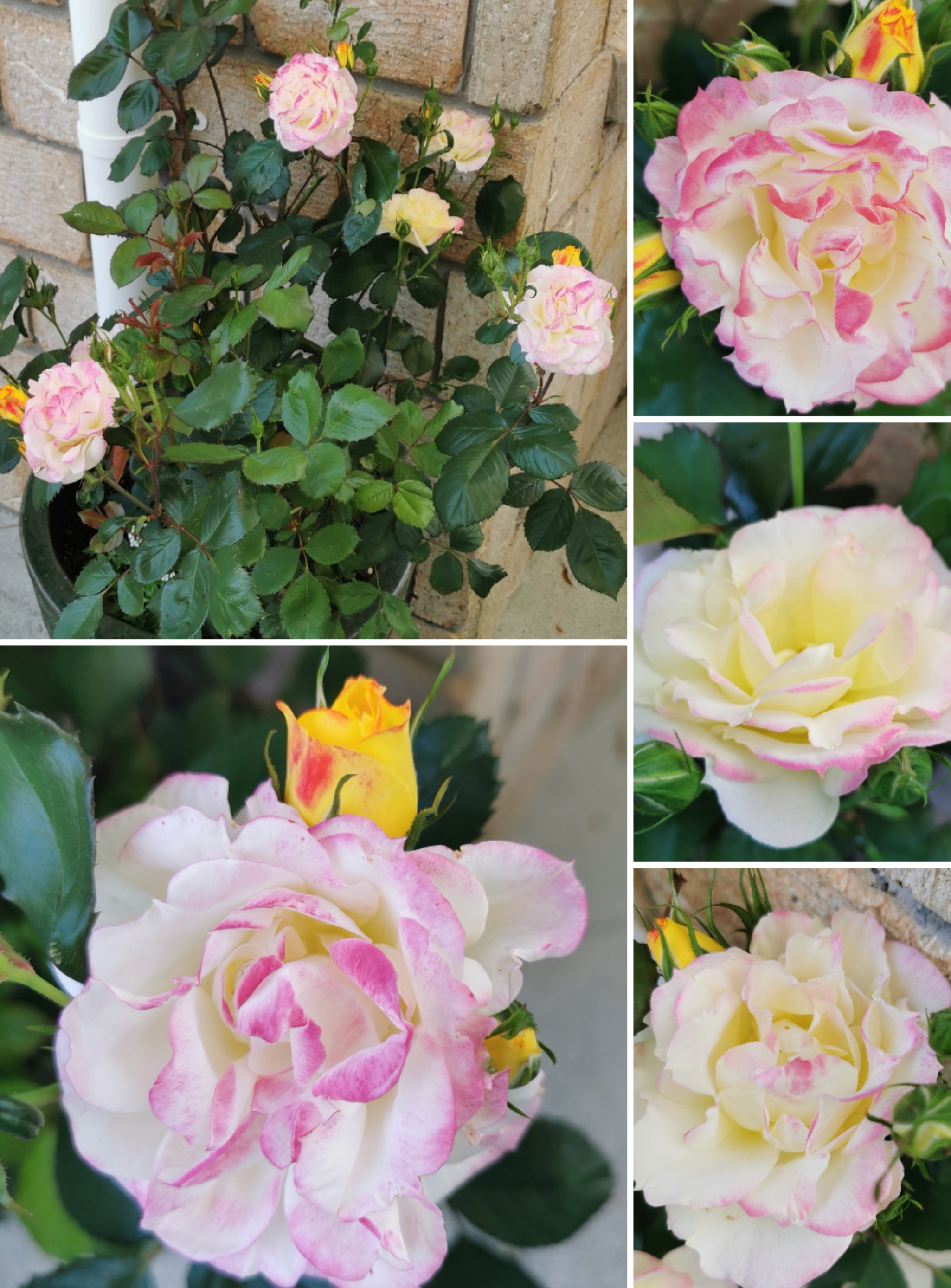 Chamelion changes it's colour 5 + Tomato update. 