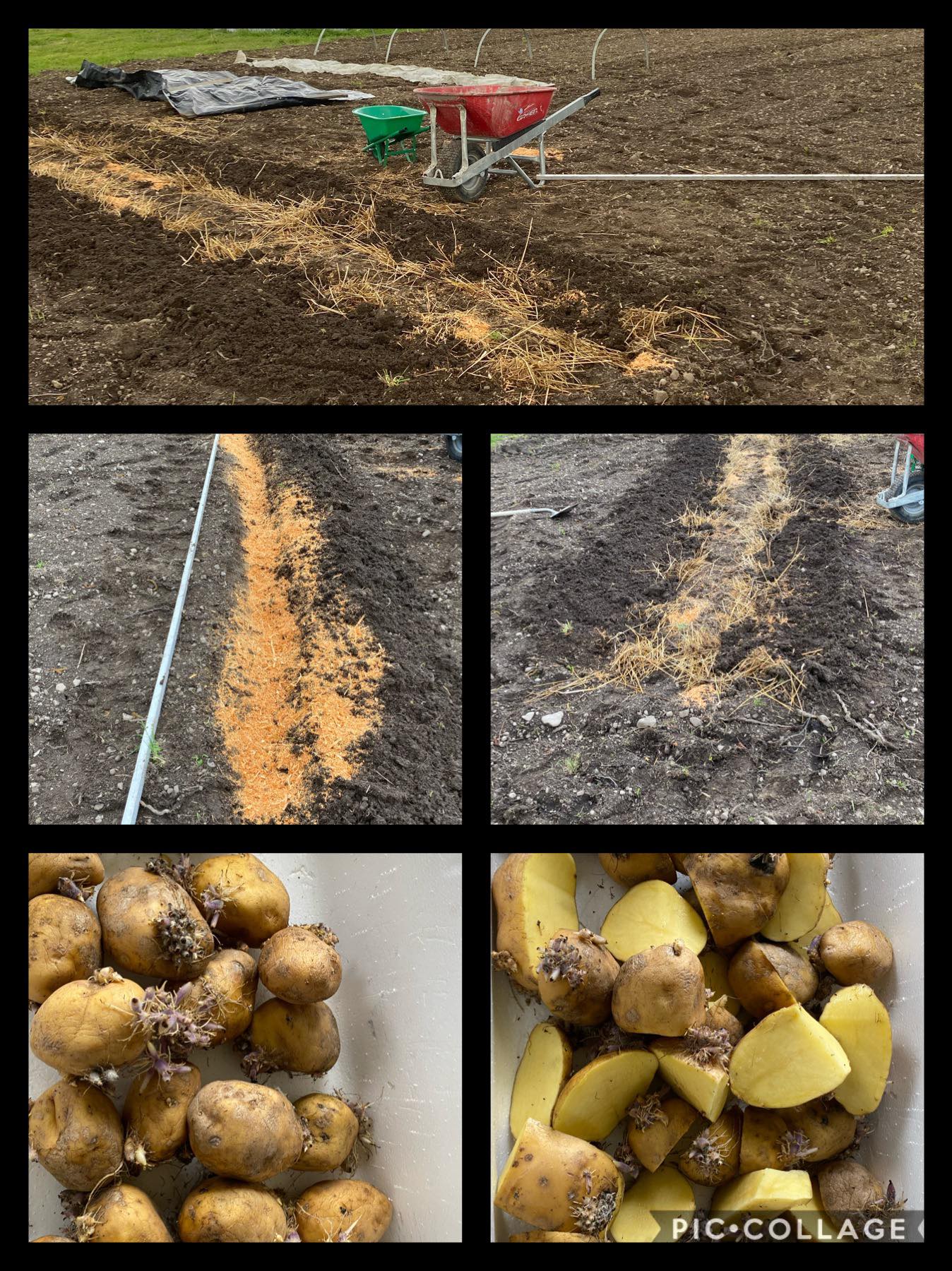 The happy potato experiment 