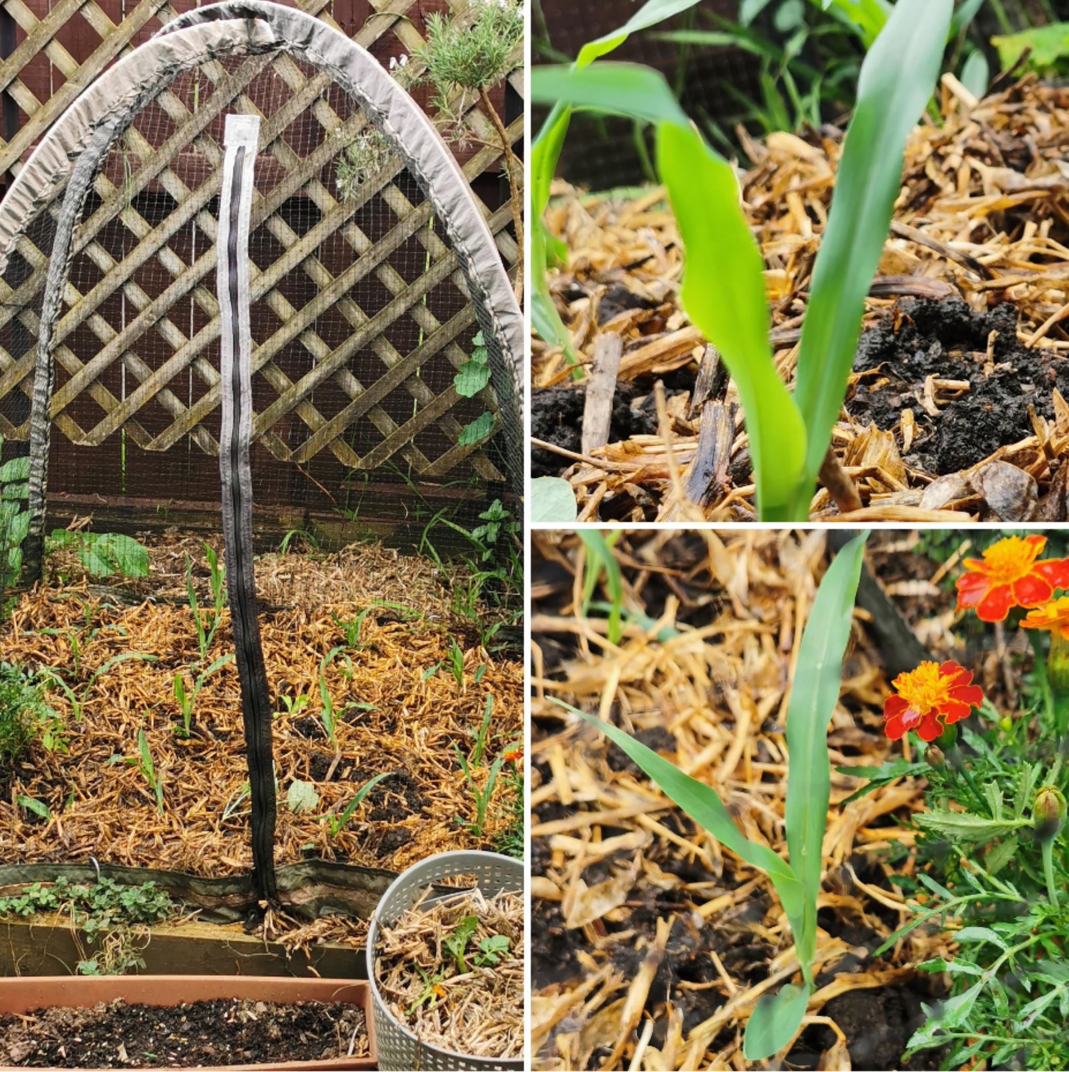 Corn is in the ground! 