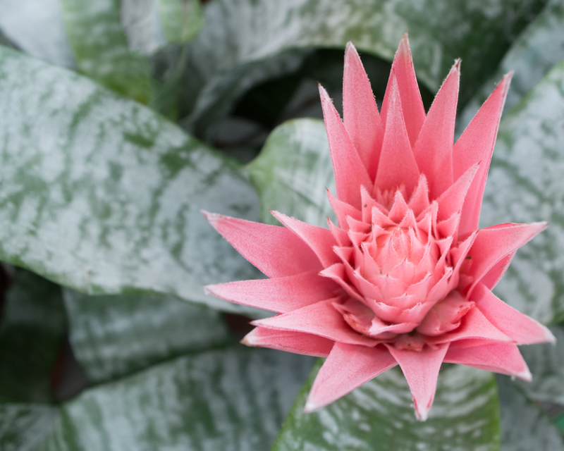 Bromeliad Thumb 2