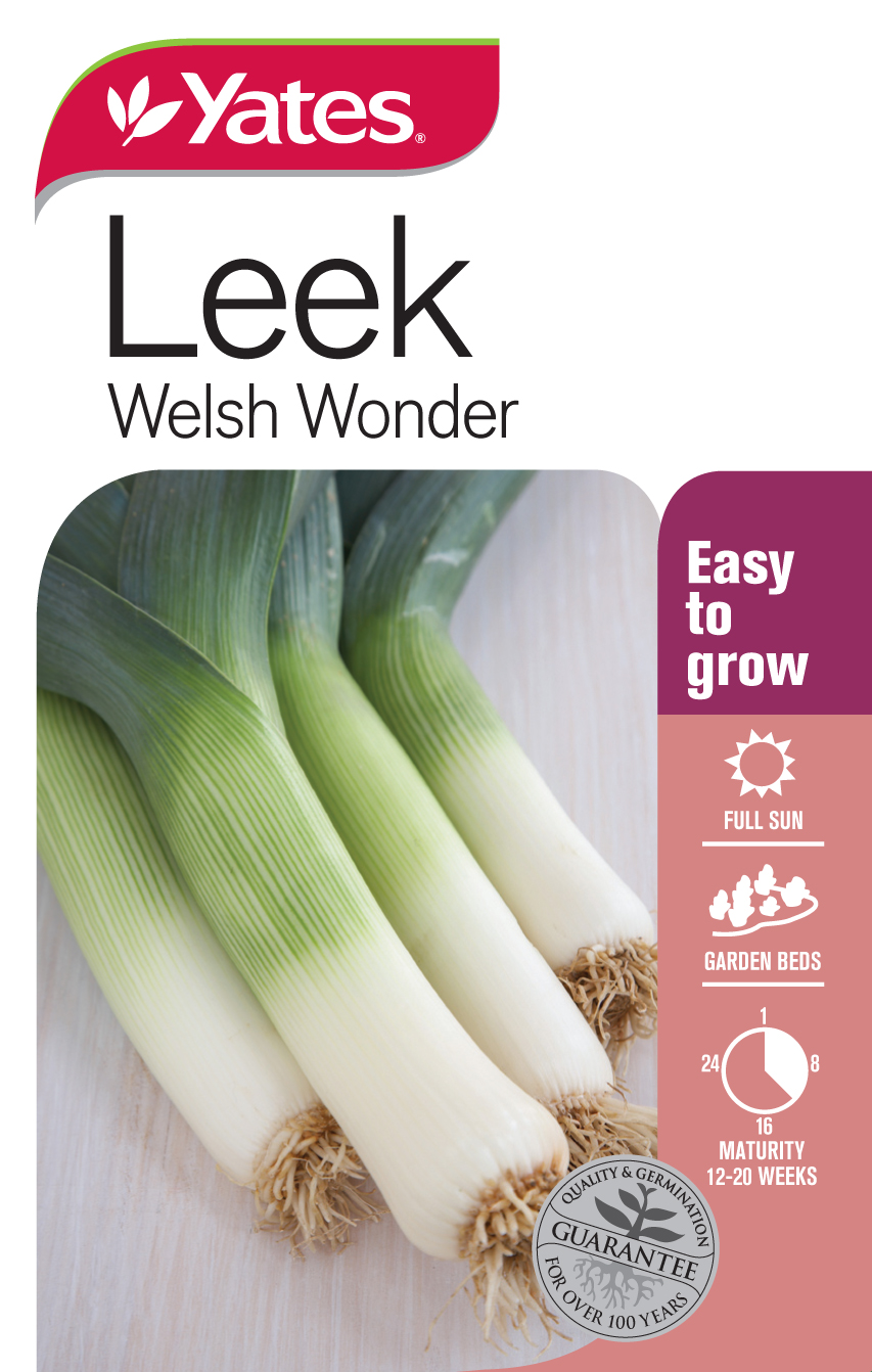 Leek 'Welsh Wonder'