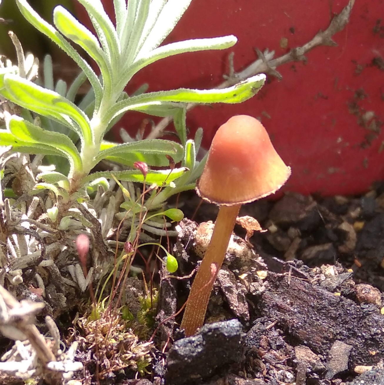 Surprises in the Faerie Garden!
