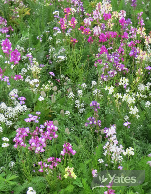 Yates Wildflower Shady Woodland In Situ 56184