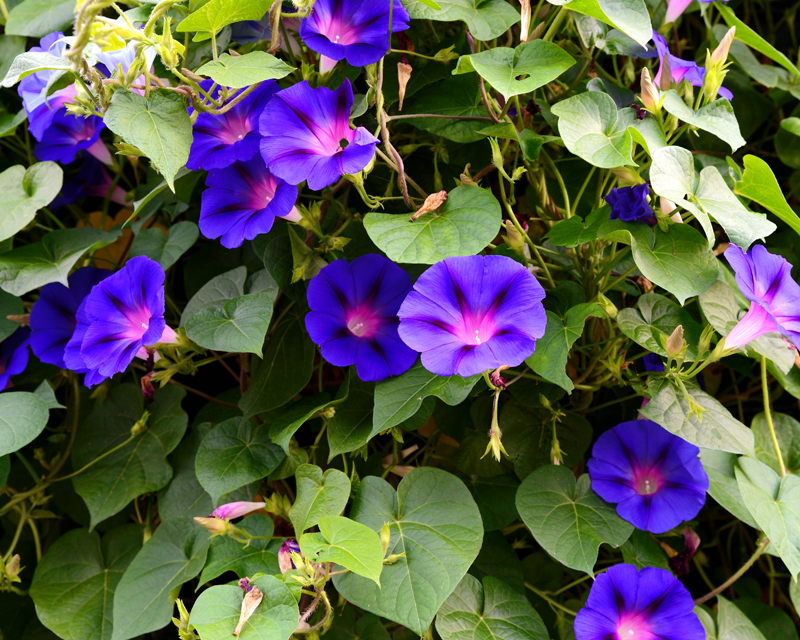 Morning Glory