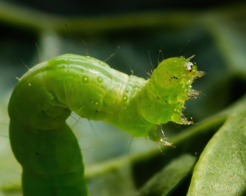 Late Spring Pest Control