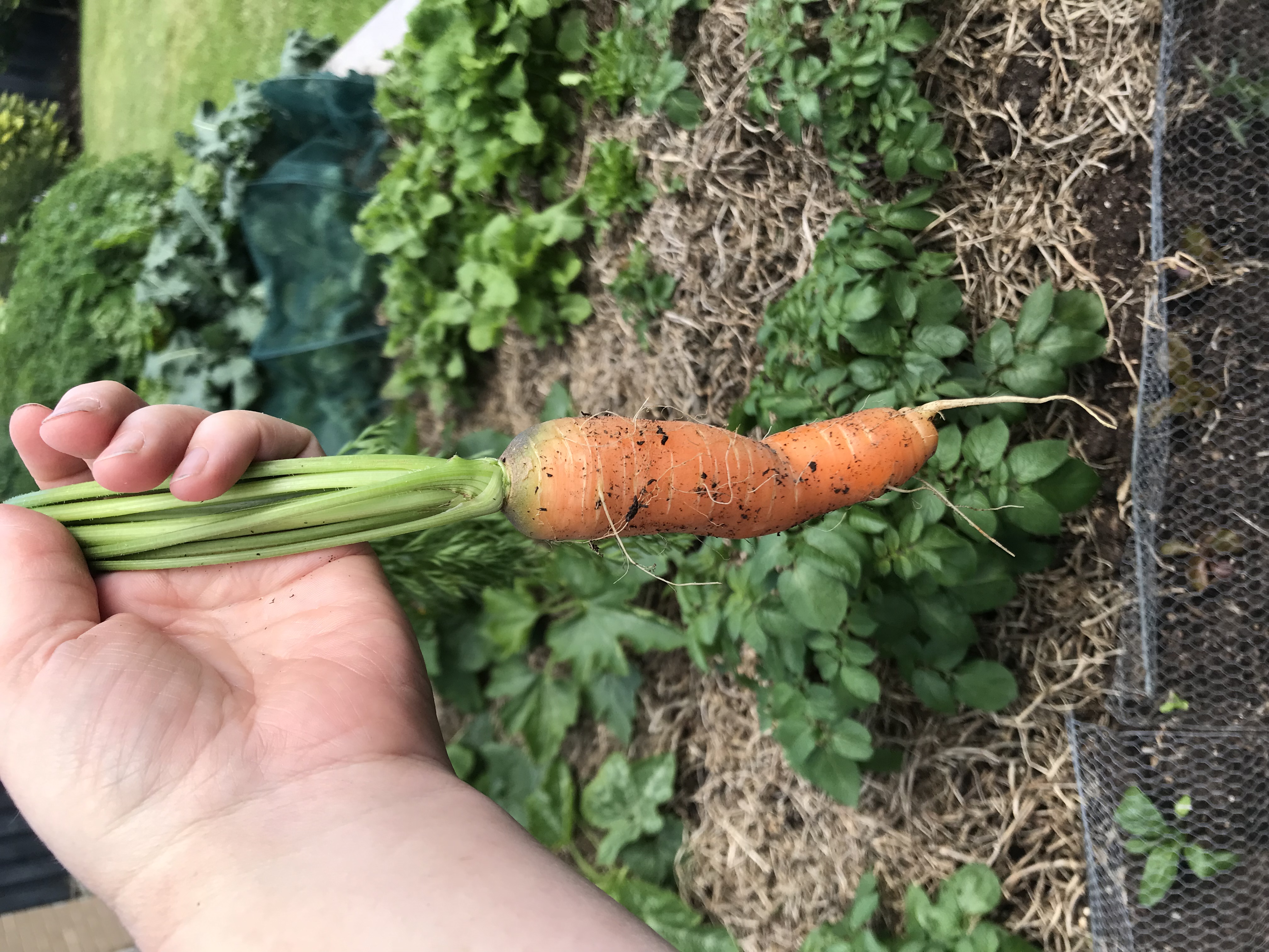 Homegrown carrots at back