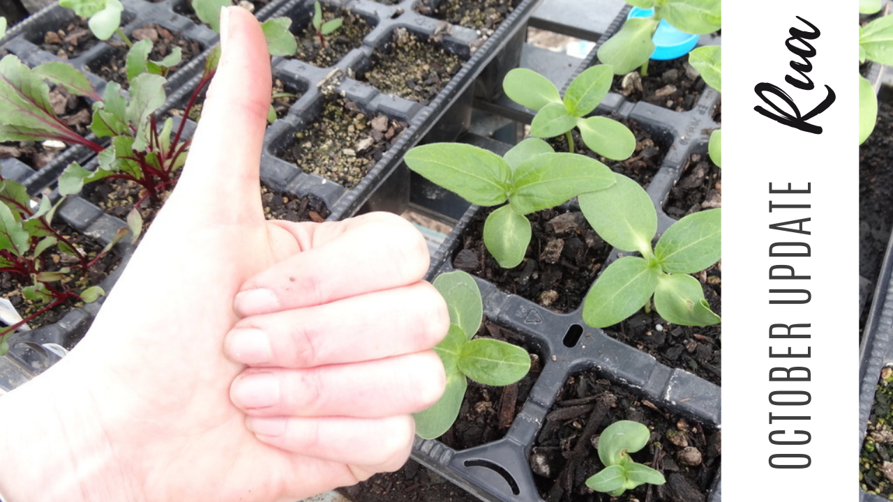 October Garden Update - Rua