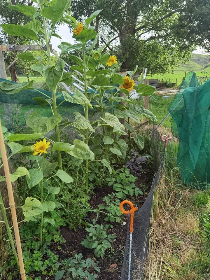 Sun flowers for life 