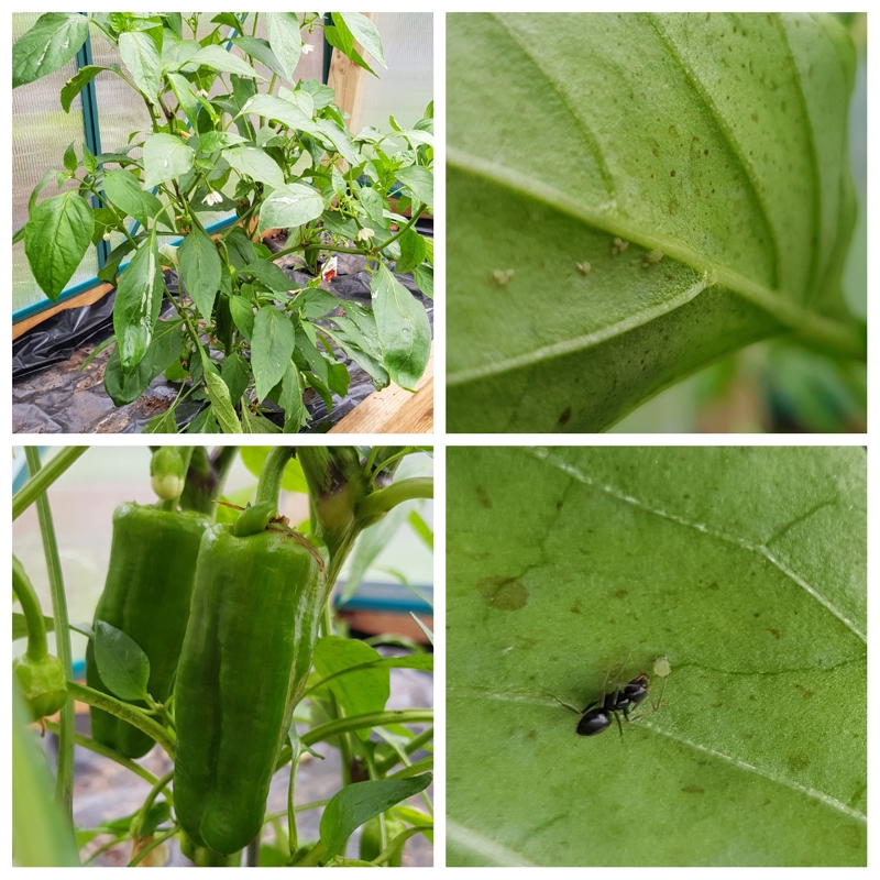 Aphid Farming