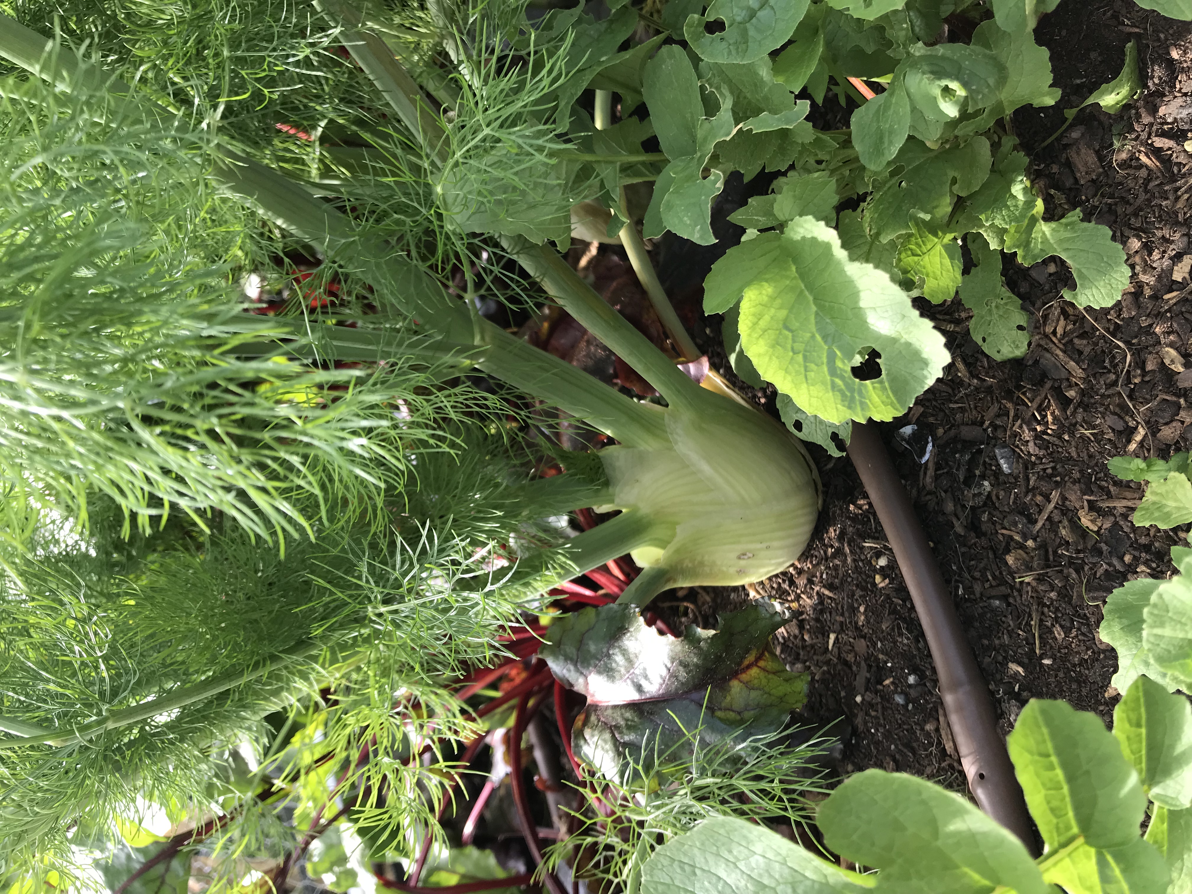 Growing new vegetables 