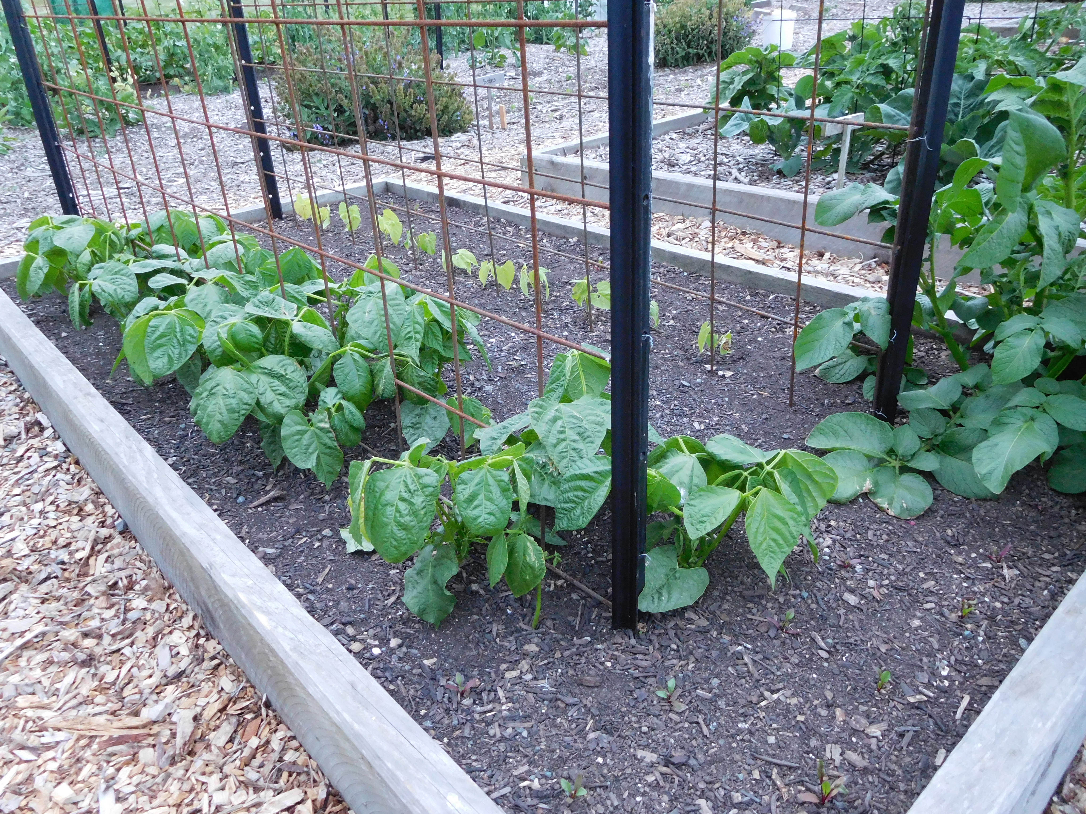 Time grows like my beans