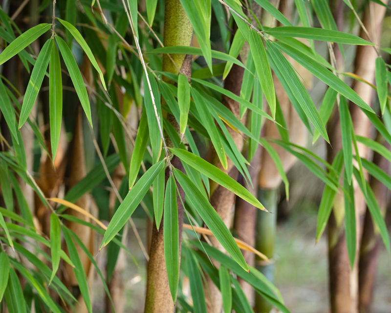 Bamboo