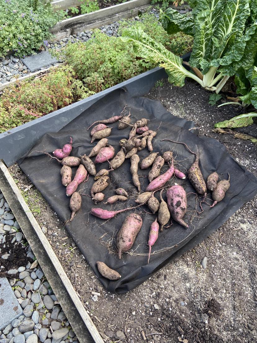 An Horrendous Harvest