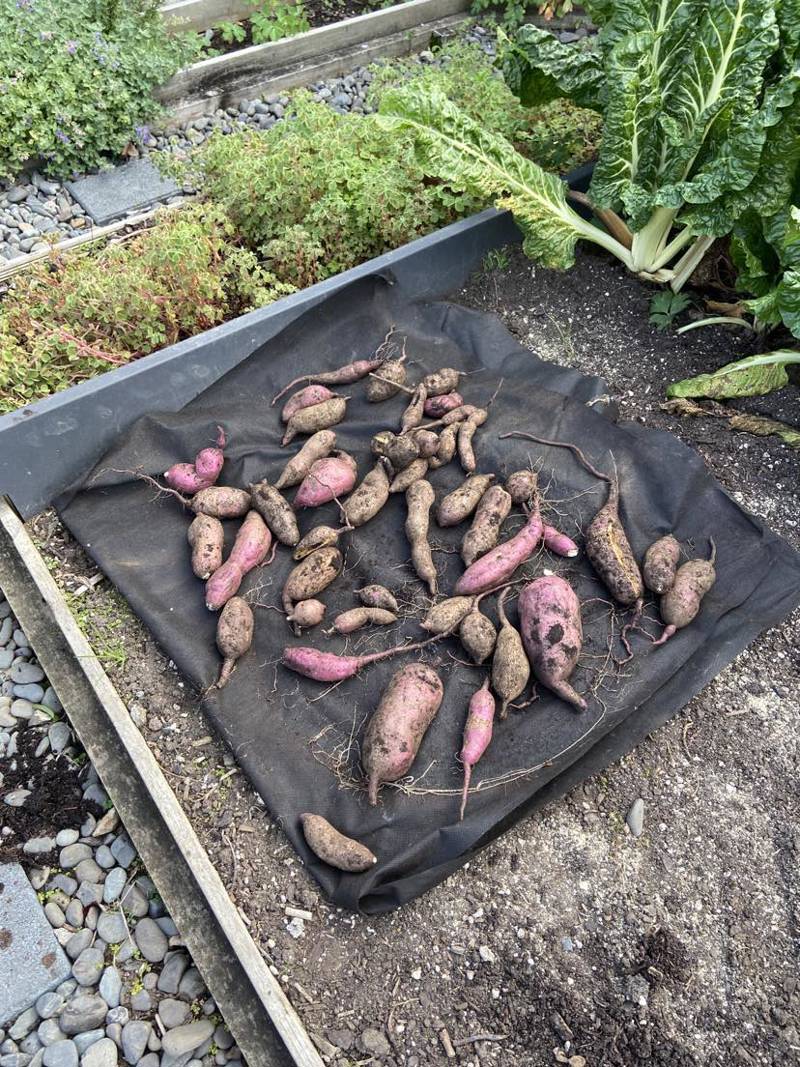 An Horrendous Harvest