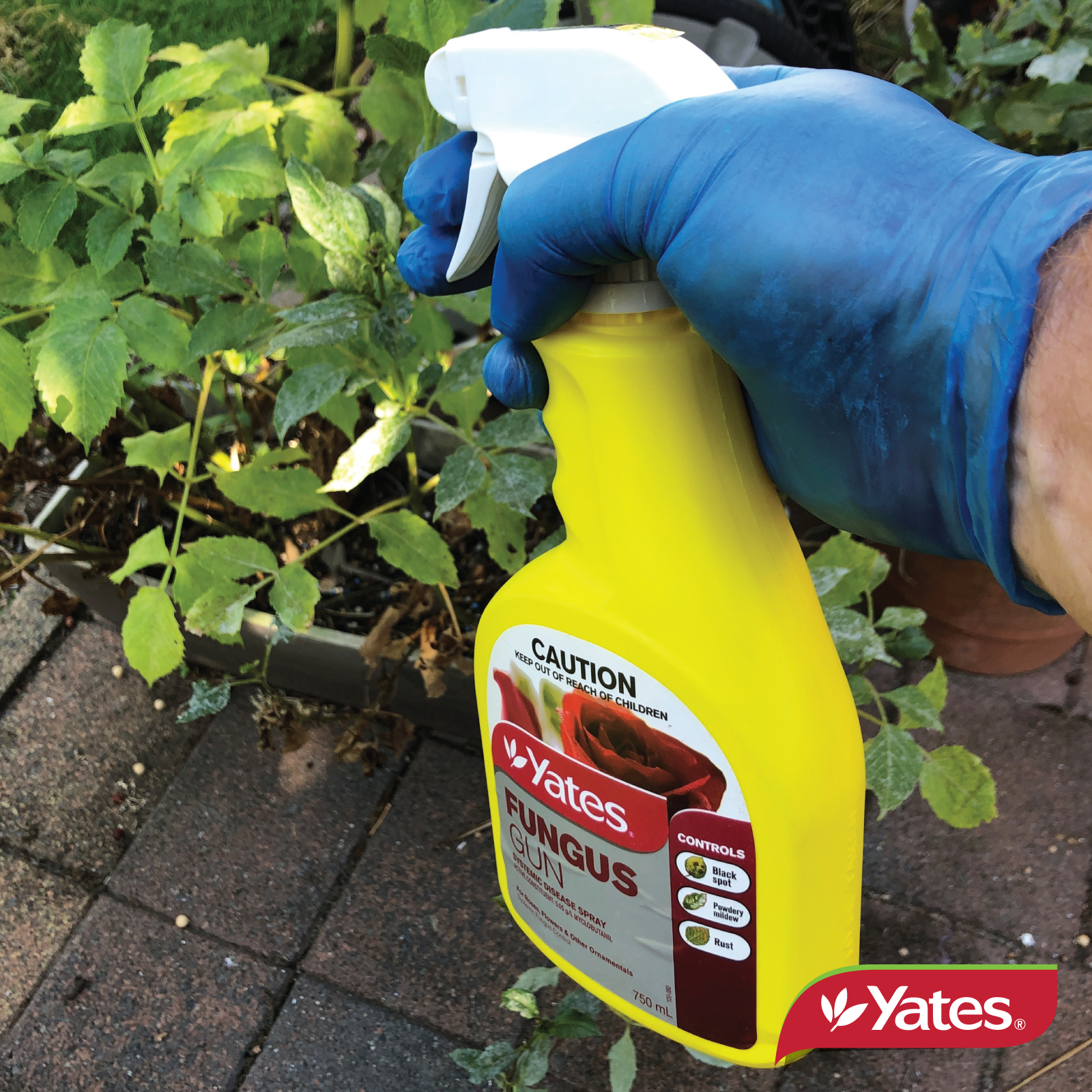 Yates Web Info FUNGUS GUN V6