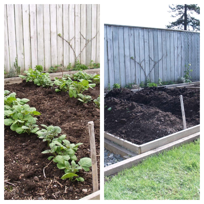 Potato Progress
