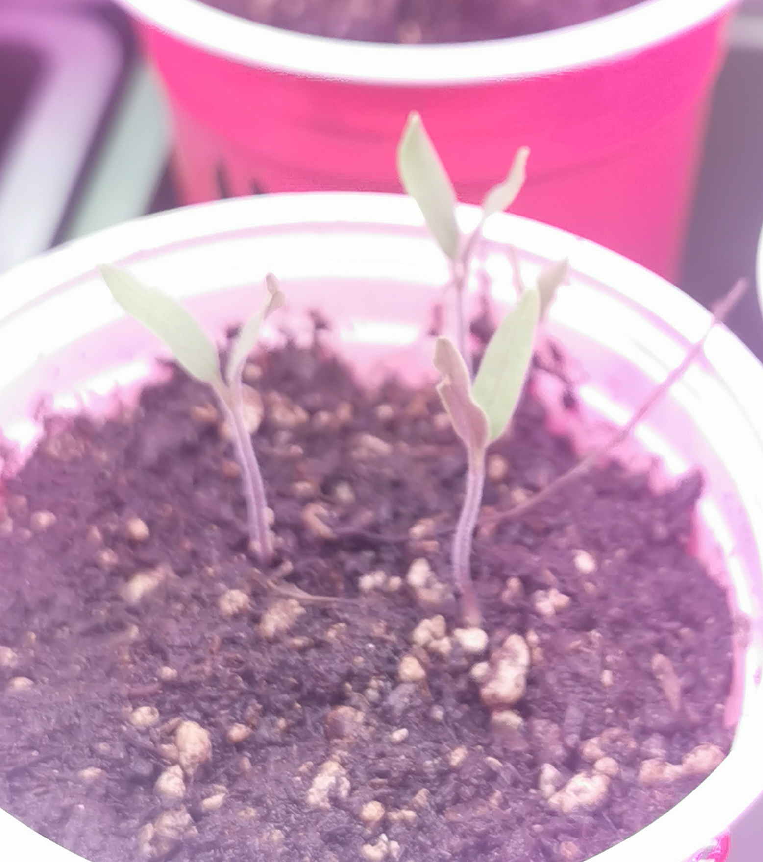 Seeds, Seedlings, our options. 