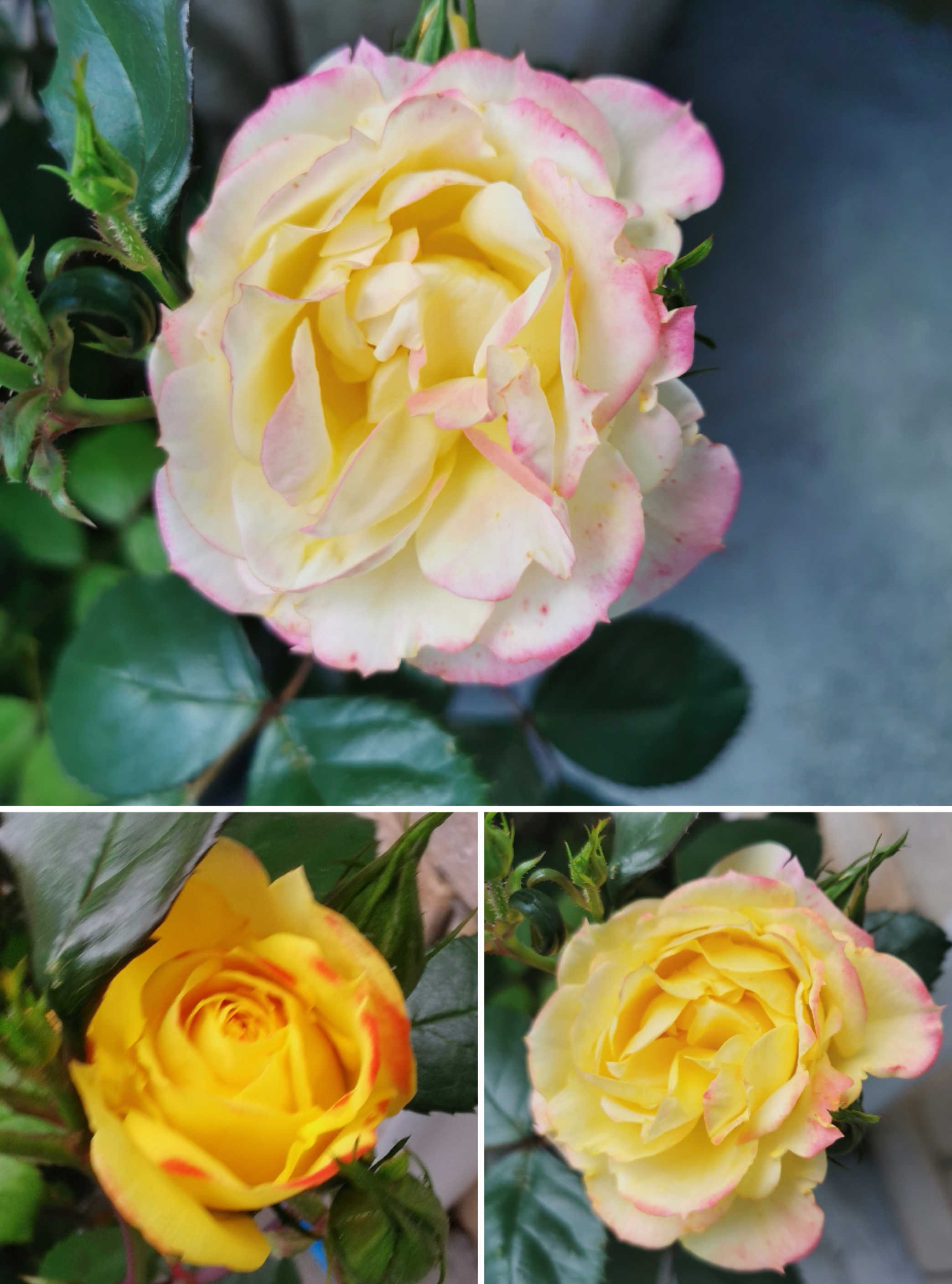 Chamelion changes is colour 2