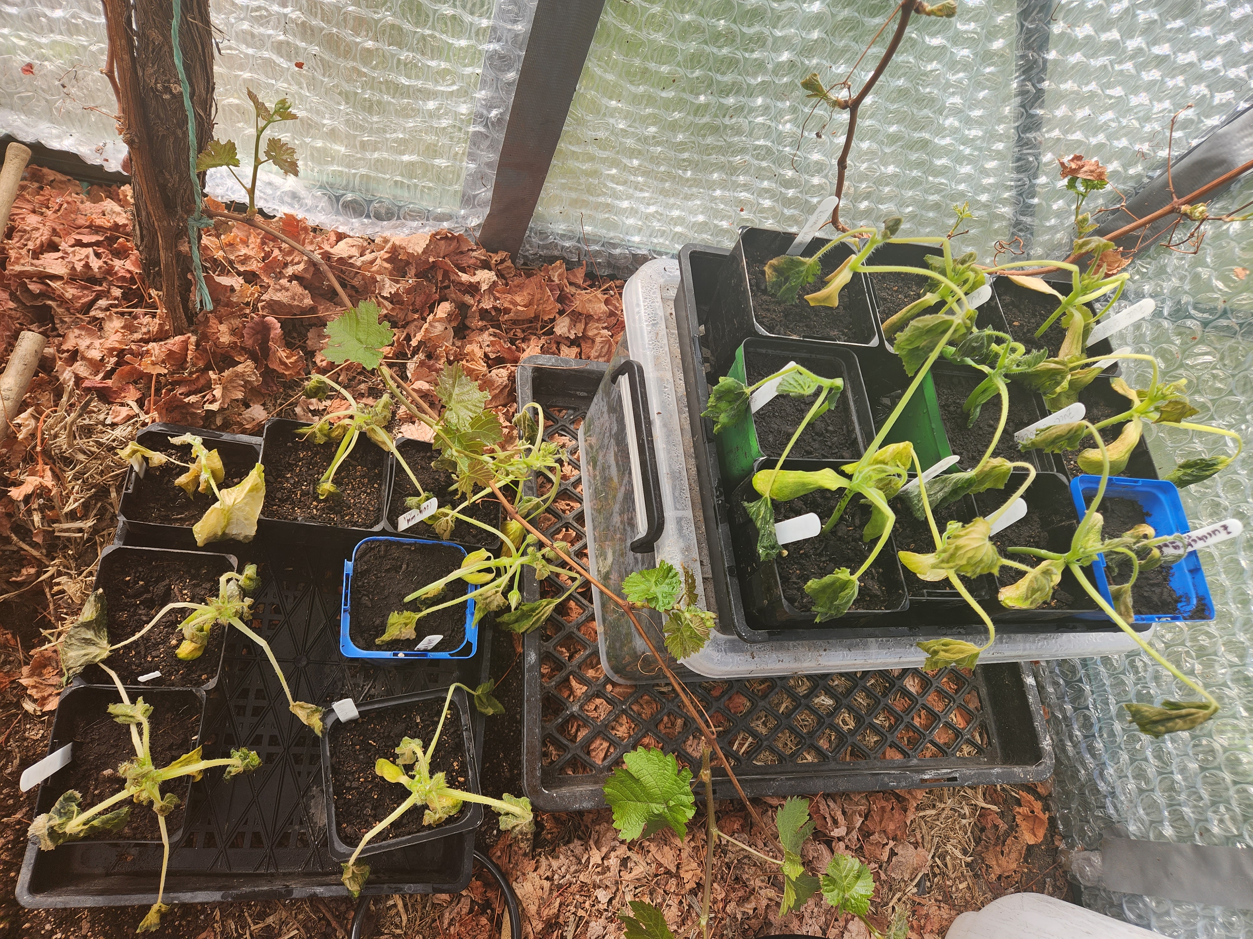 RIP zucchini seedlings