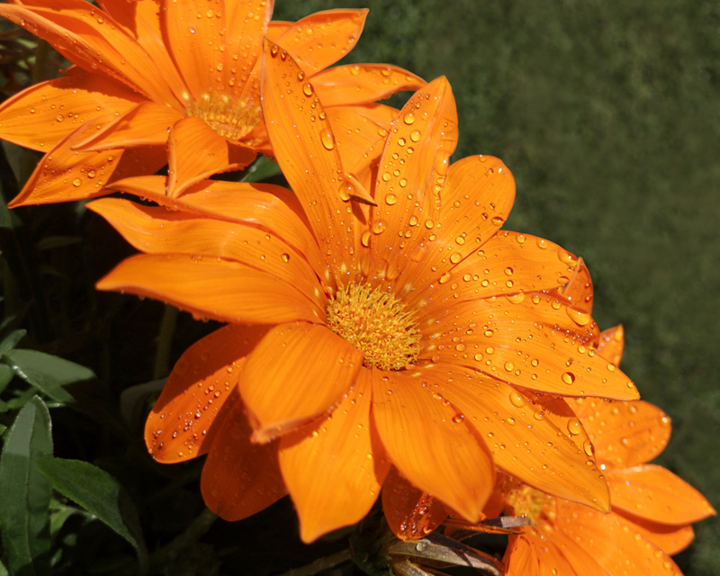 Flowers for Gorgeous Colour
