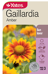 Gaillardia 'Amber'
