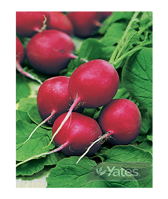 Radish Gentle Product