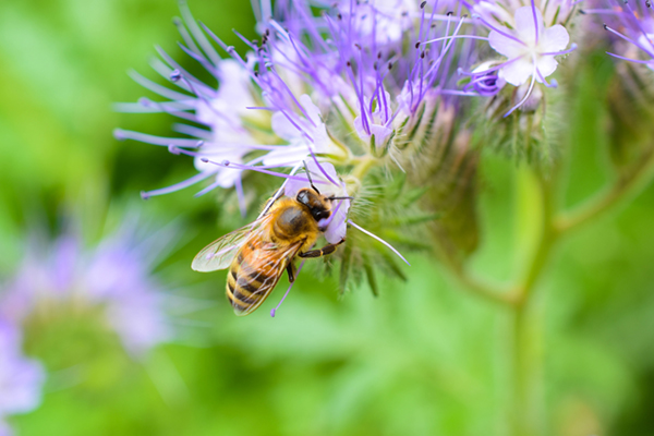Wildflower Magic | Yates