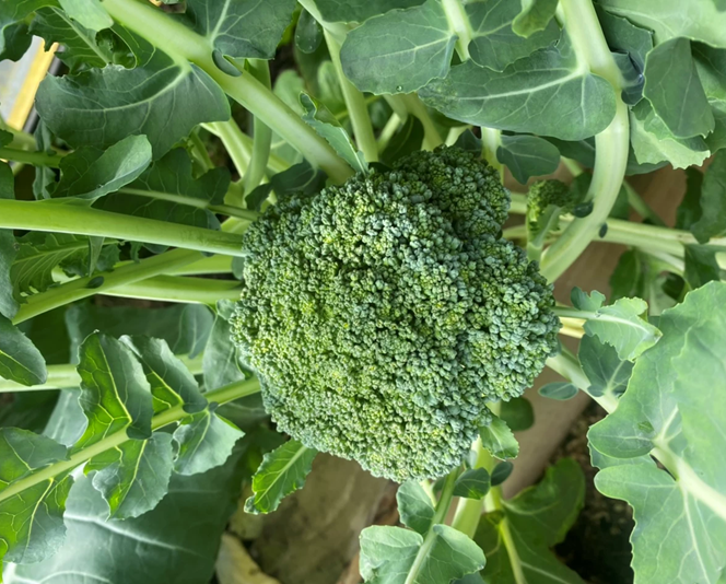 VGC 22 Cover Image 1 Copy