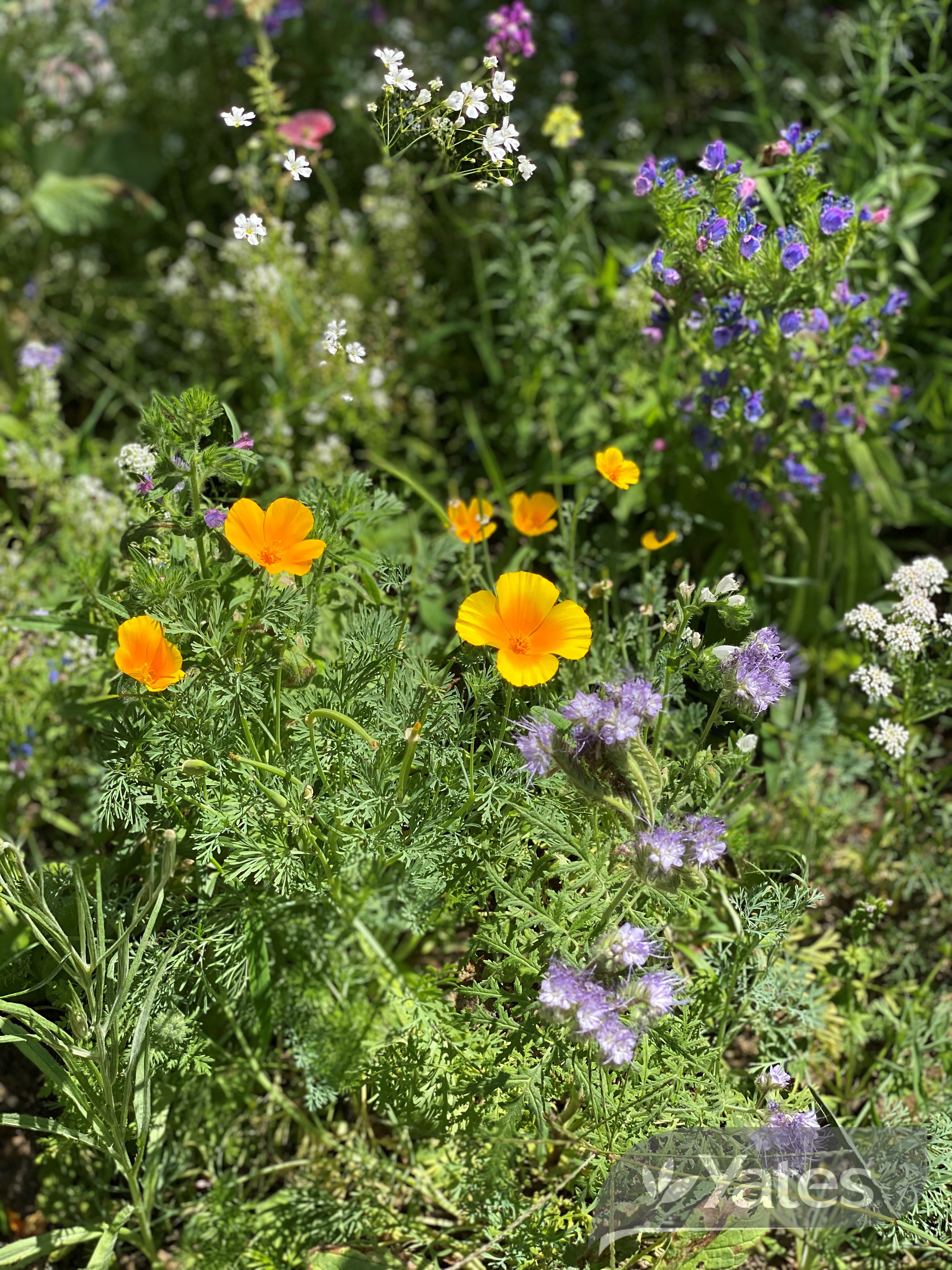 Yts Bee Pasture Mix In Situ Product.2