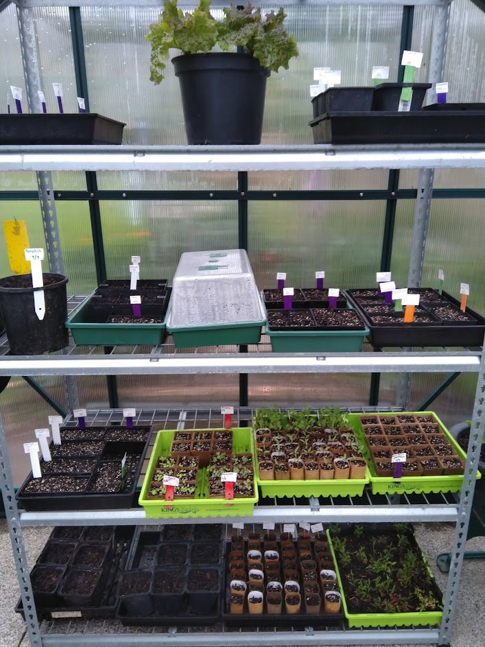 Seed Sowing Success :)