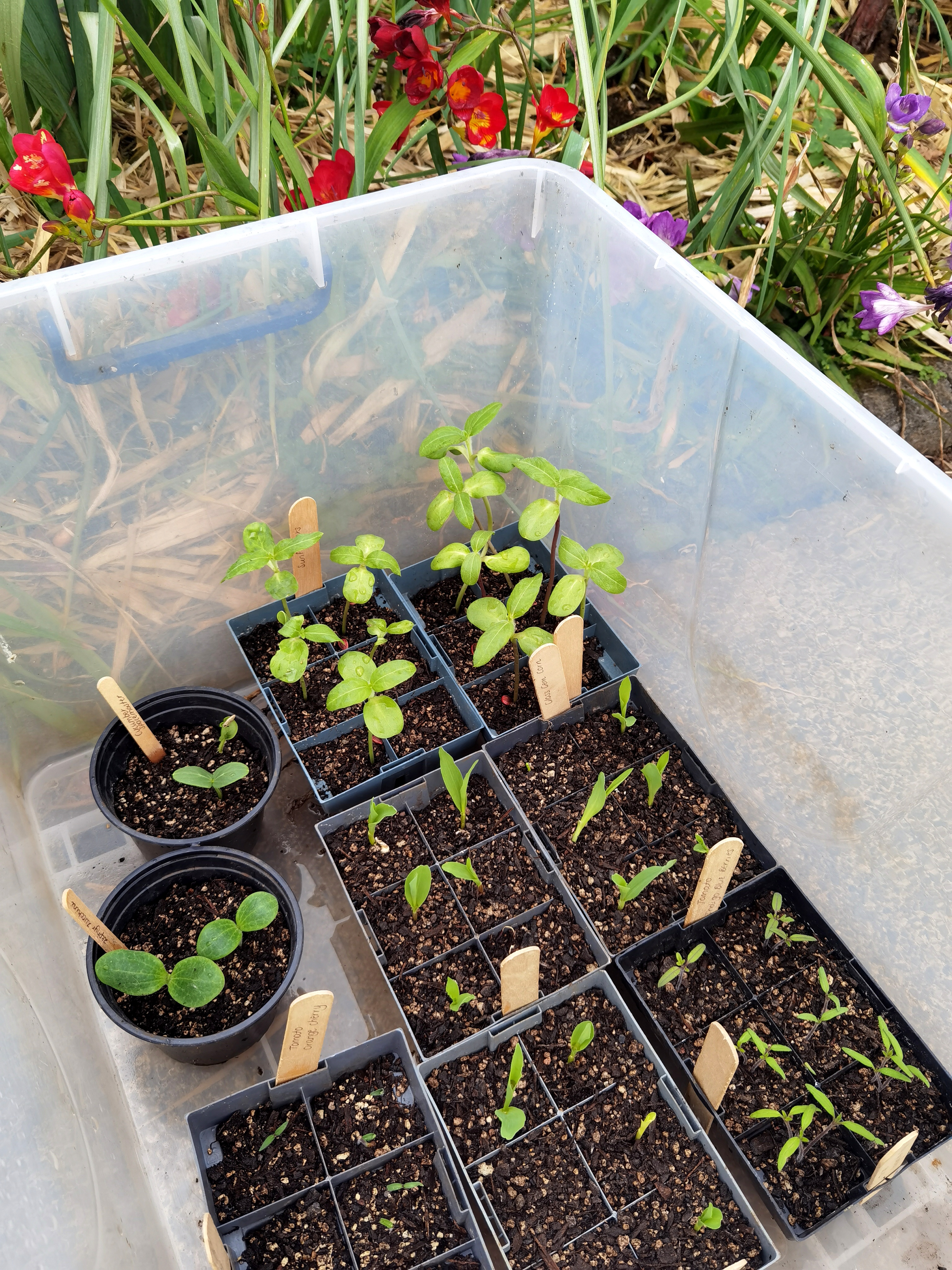 Sometimes You Can Only Laugh