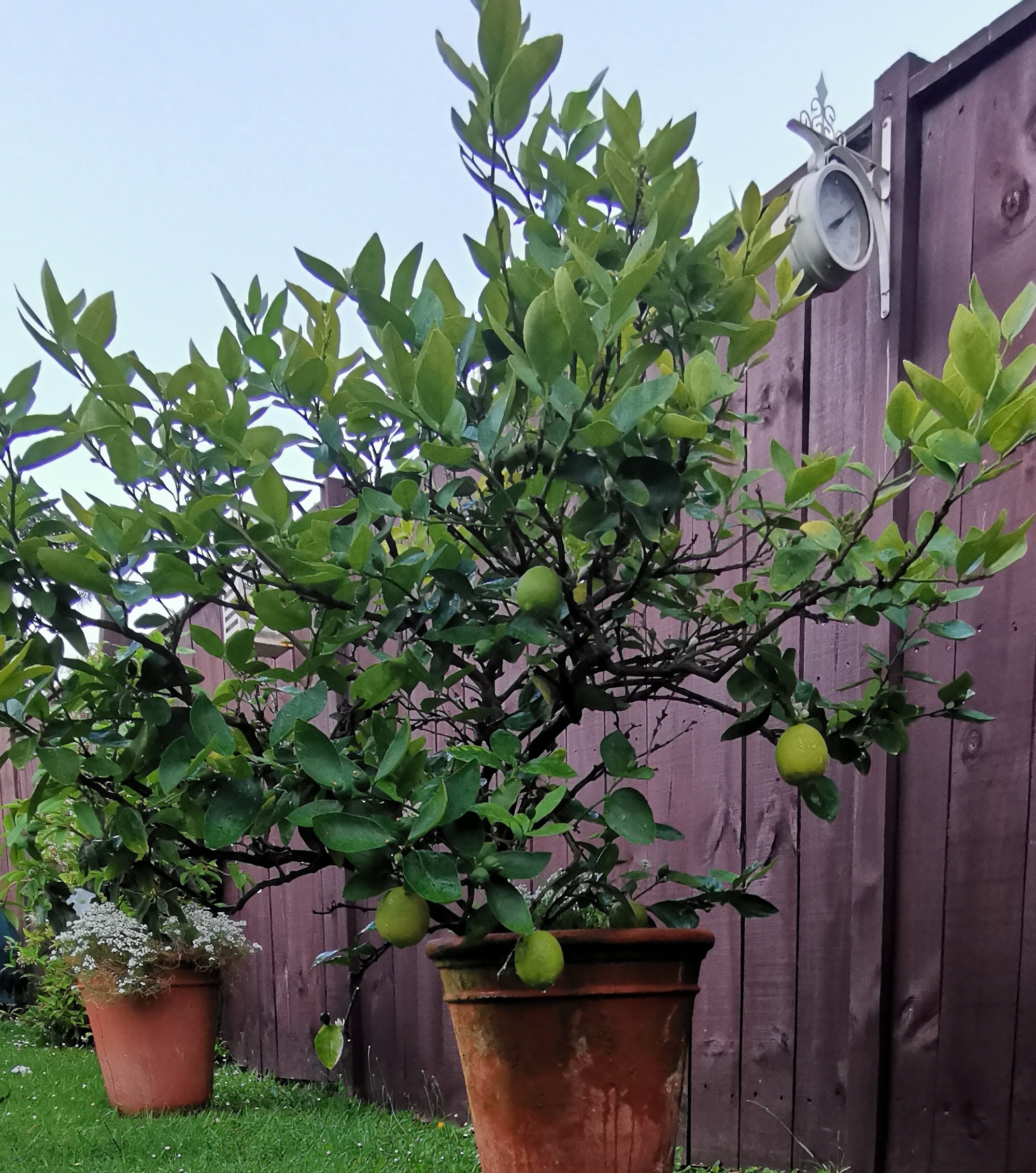  Limes For Margaritas