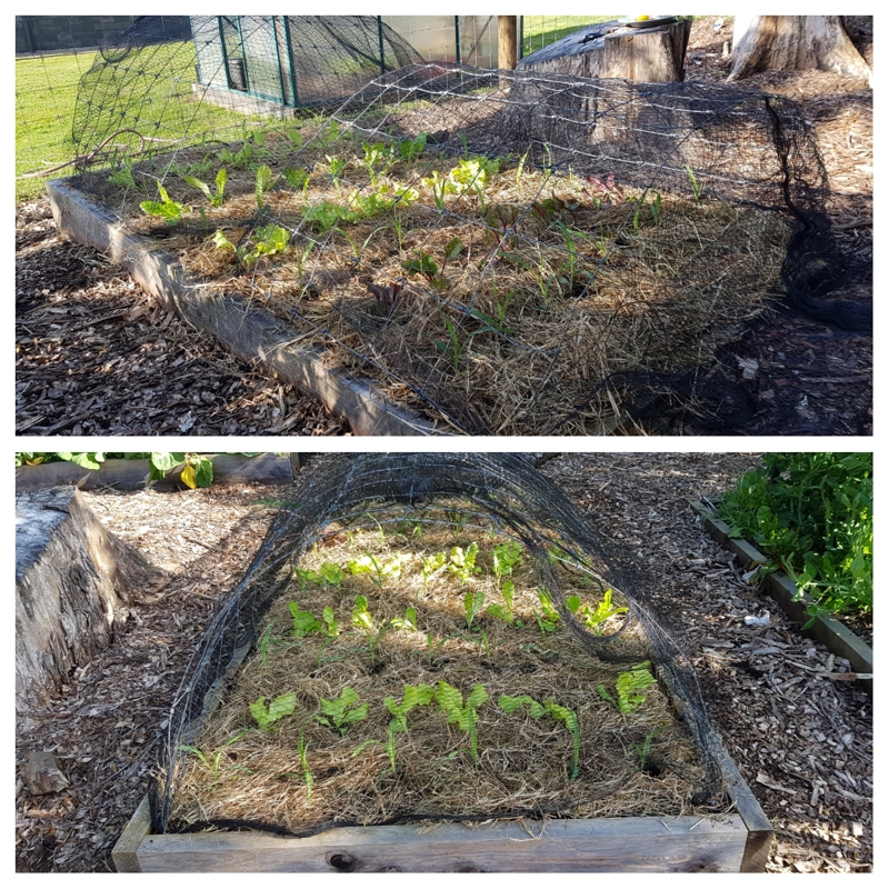 Let The Planting Begin