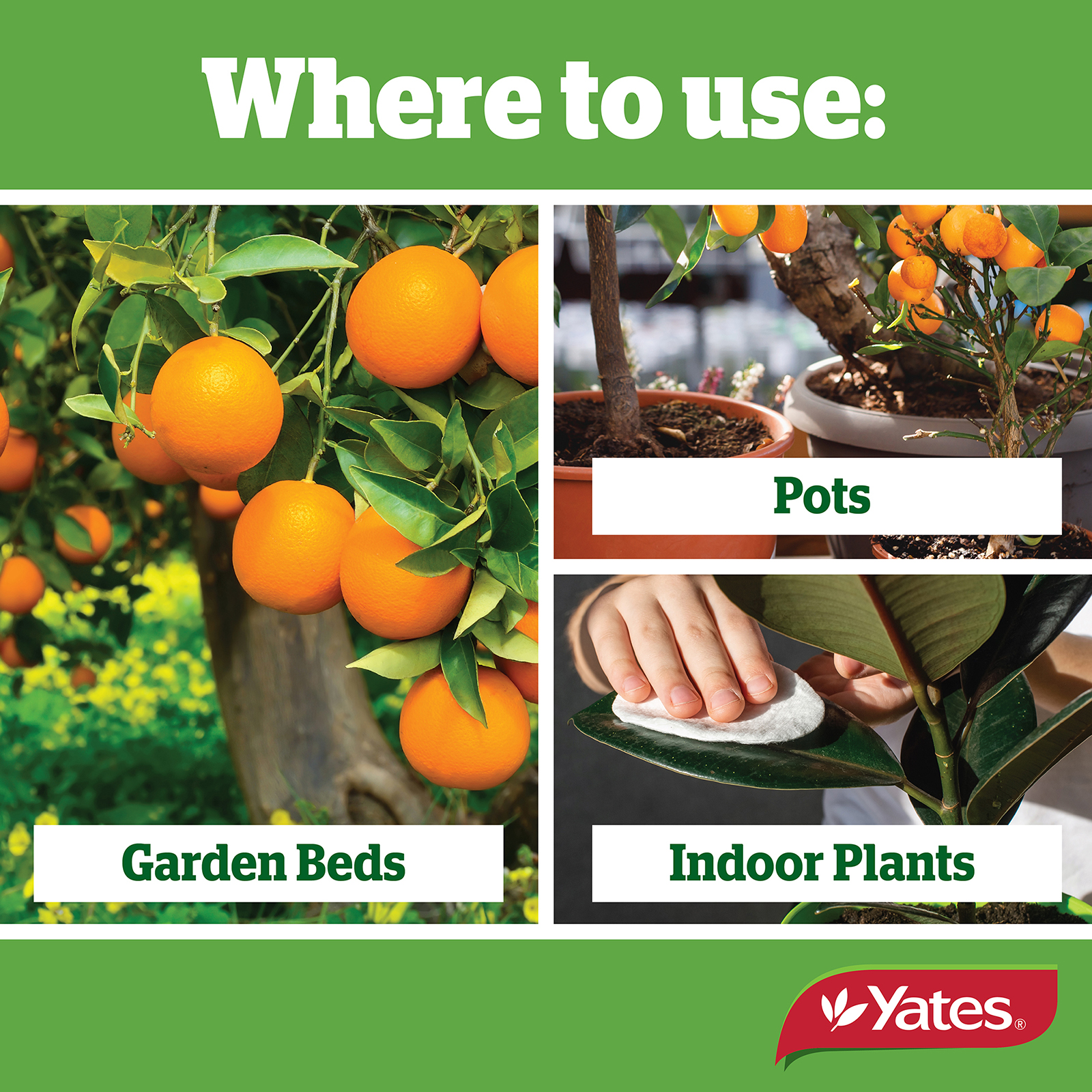 Yates Web Info CONQUEROR OIL 04