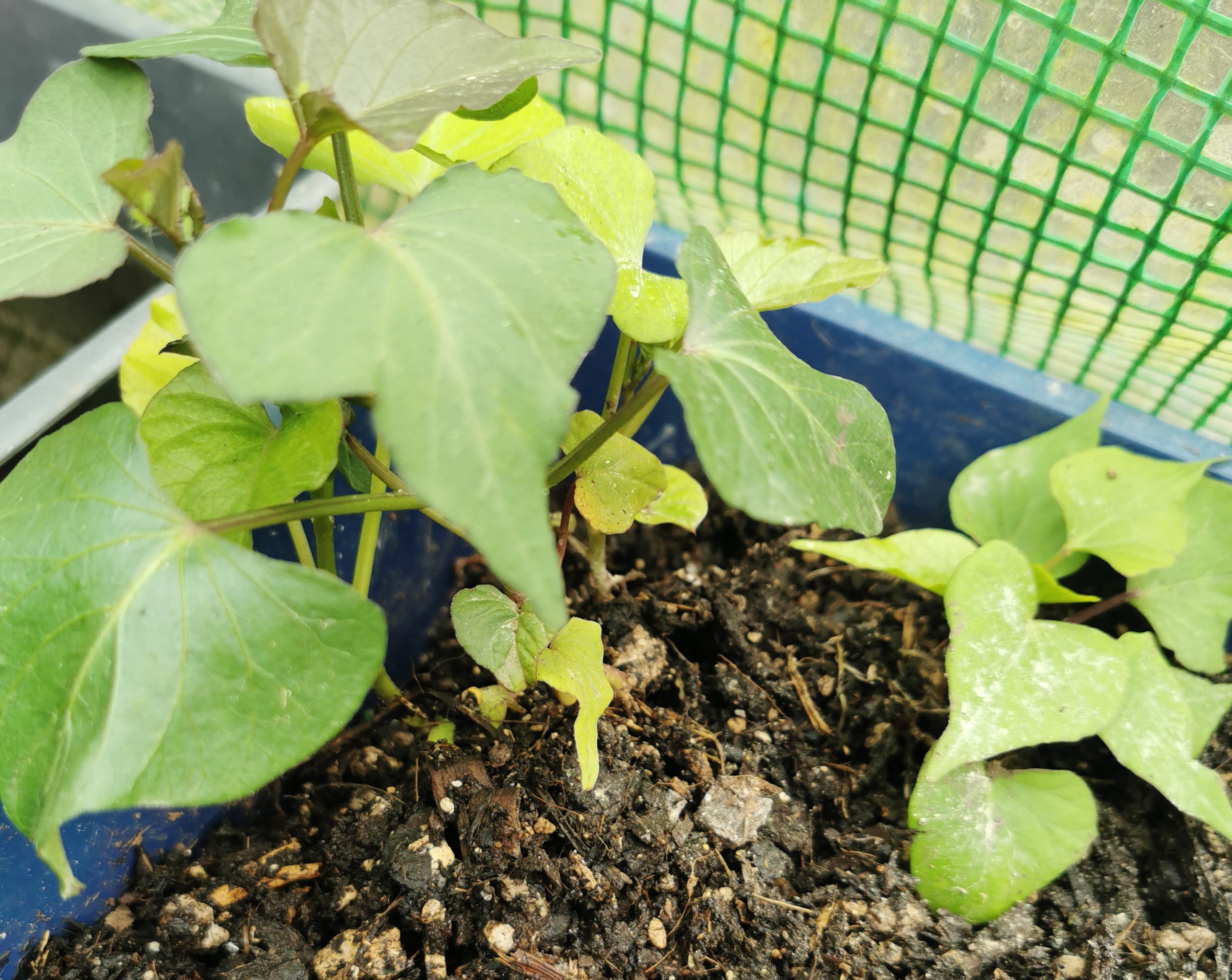  Also growing Kumara with Connor. 