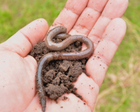 Worm Farm Experiment