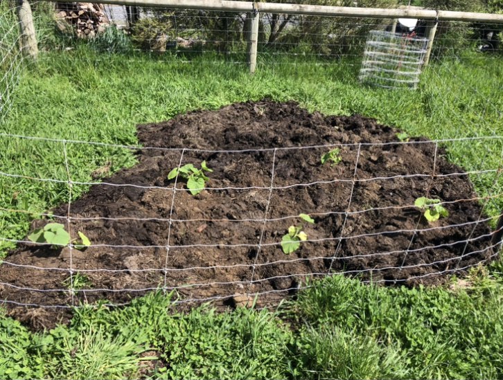 Bit the bullet and planted out