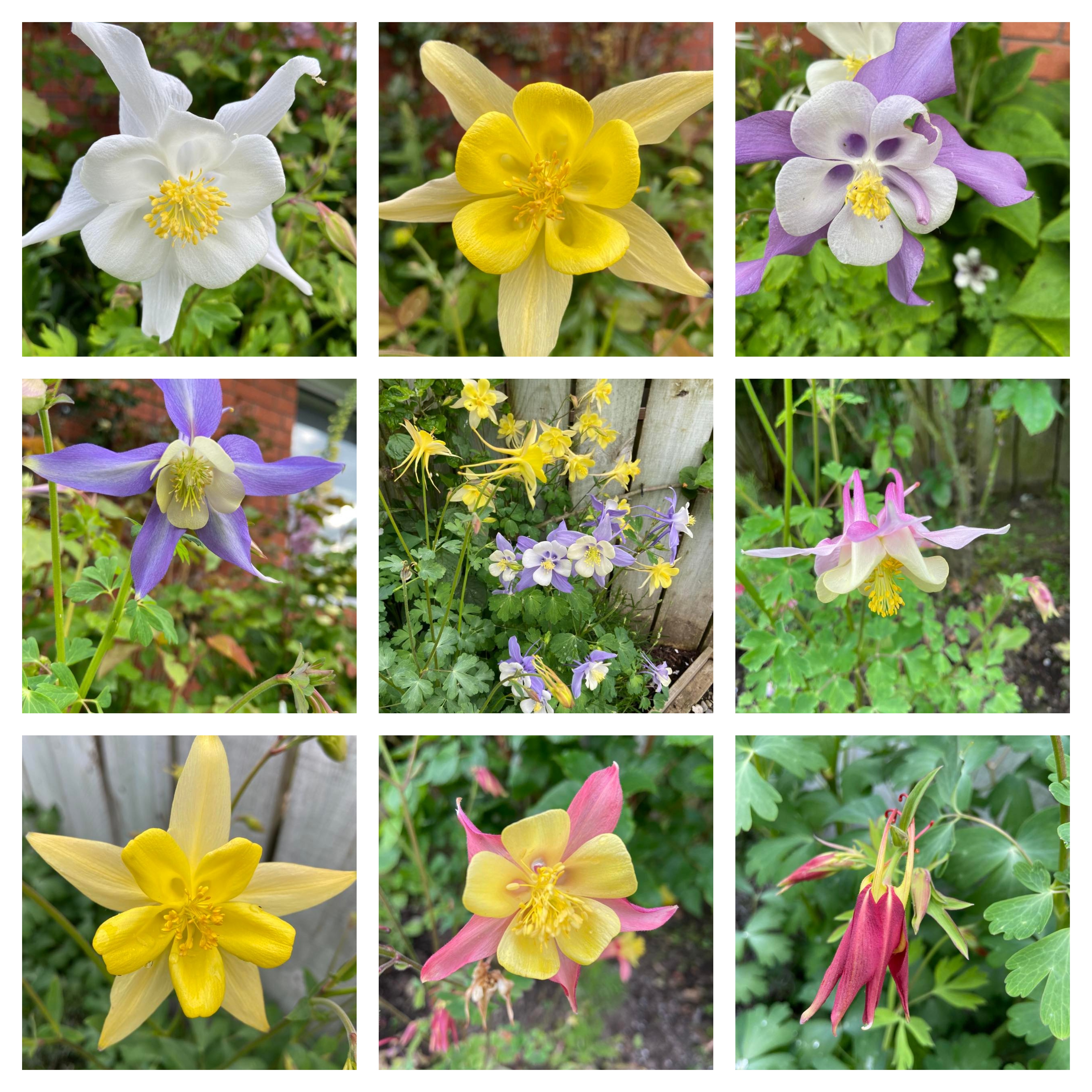 Grannies in my Garden