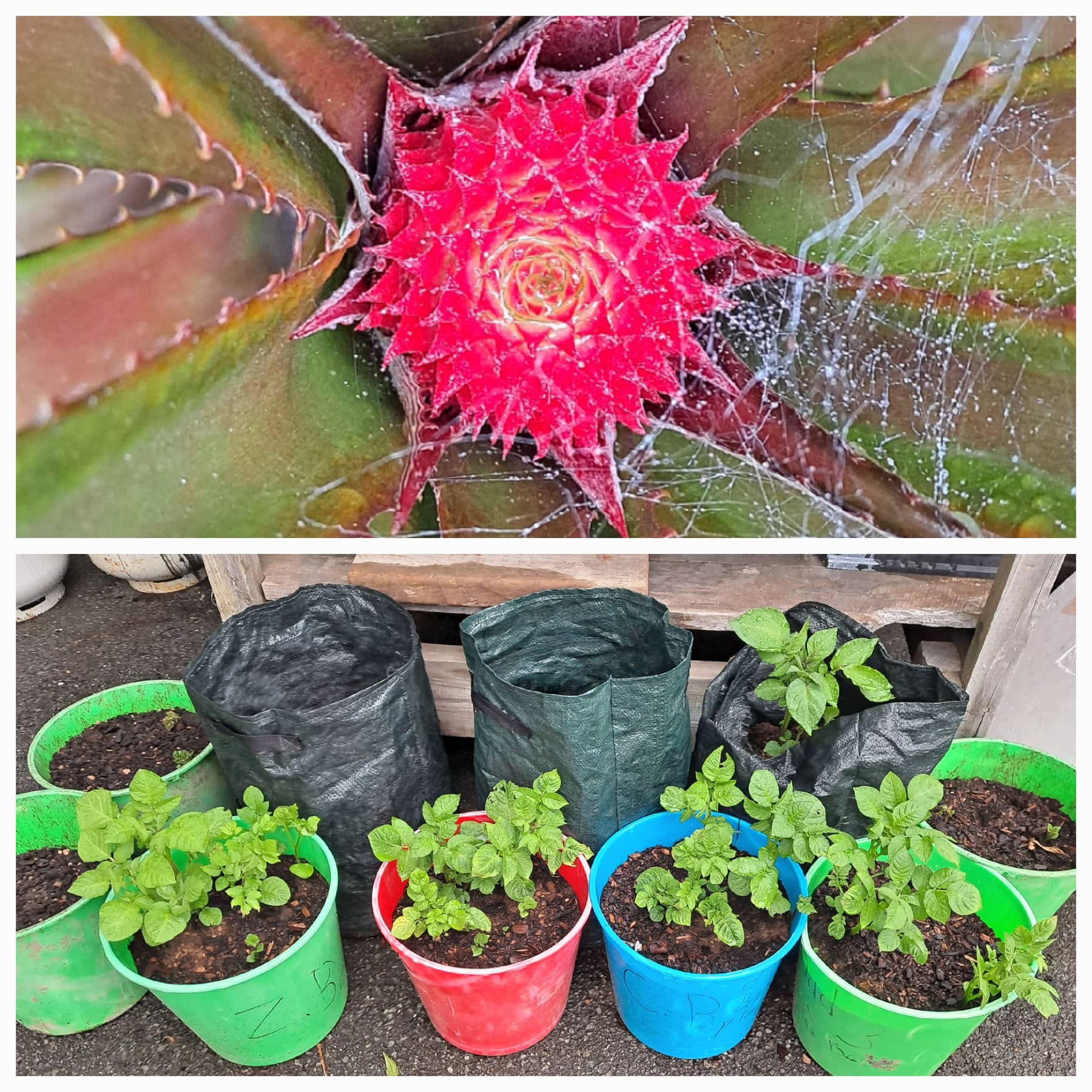 Potatoes and Pineapples